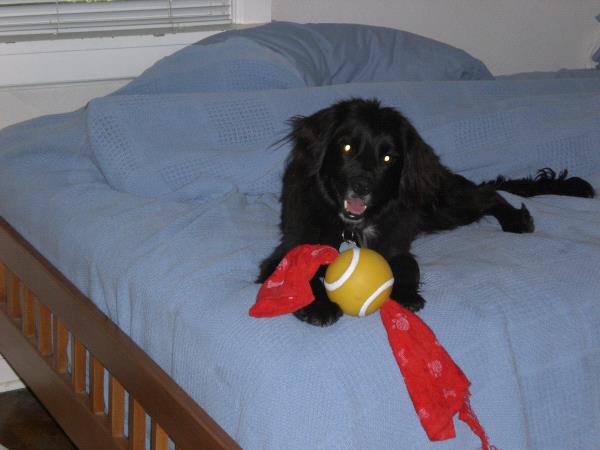 /Images/uploads/Humane Society of Utah/HSUCalendar/entries/959thumb.jpg